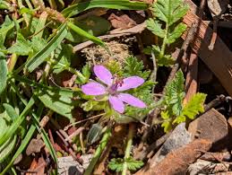 Attēlu rezultāti vaicājumam “Erodium cicutarium”