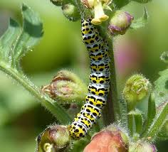 Attēlu rezultāti vaicājumam “Cucullia verbasci larva”