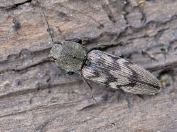 Attēlu rezultāti vaicājumam “Harminius undulatus”