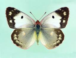 Attēlu rezultāti vaicājumam “Colias croceus”