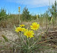 Attēlu rezultāti vaicājumam “Tragopogon heterospermus”