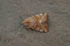 Attēlu rezultāti vaicājumam “Cosmia trapezina”