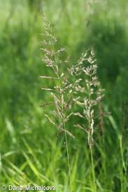 Attēlu rezultāti vaicājumam “Calamagrostis canescens leaf”