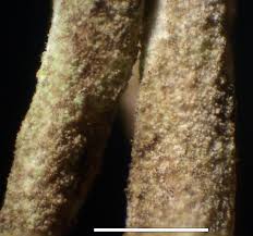 Attēlu rezultāti vaicājumam “Cladonia cornuta”