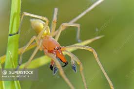 Attēlu rezultāti vaicājumam “Cheiracanthium sp. male”