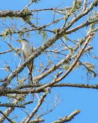 Image result for Coccyzus americanus