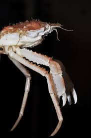 Image result for Hyas coarctatus