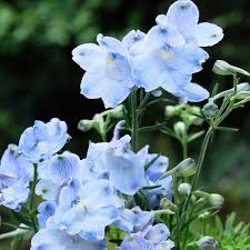 Image result for Delphinium