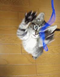 猫次郎o에 대한 이미지 검색결과