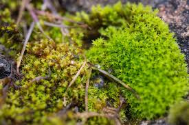 Attēlu rezultāti vaicājumam “Didymodon tophaceus”