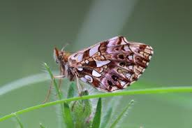 Attēlu rezultāti vaicājumam “Boloria dia upperside”