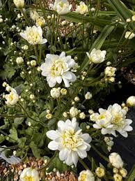 Attēlu rezultāti vaicājumam “Saxifraga granulata”