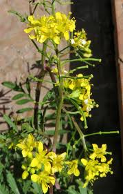 Image result for Diplotaxis tenuifolia