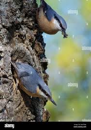 Attēlu rezultāti vaicājumam “Sitta europaea male”