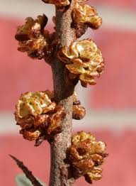 Attēlu rezultāti vaicājumam “Hippophae rhamnoides male flower”