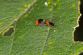 Attēlu rezultāti vaicājumam “Agathomyia wankowiczii”