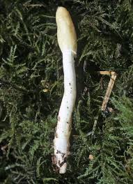 Attēlu rezultāti vaicājumam “Podostroma leucopus”