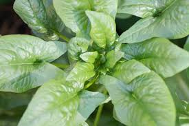 Image result for Neuseeländer Salat