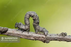 Attēlu rezultāti vaicājumam “Geometridae”