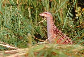 Attēlu rezultāti vaicājumam “Crex crex adult”