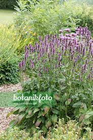 Attēlu rezultāti vaicājumam “Stachys officinalis”
