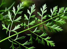 Image result for Daucus carota