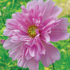 Image result for Cosmos bipinnatus `Double Click`