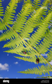 Attēlu rezultāti vaicājumam “Phyllopertha horticola imago”