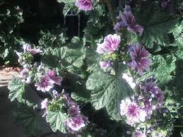 Image result for Malva sylvestris 'Zebrina'
