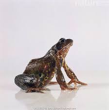 Attēlu rezultāti vaicājumam “Rana temporaria”