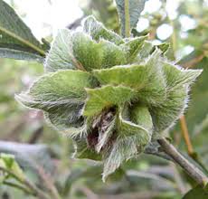 Attēlu rezultāti vaicājumam “Rhabdophaga rosaria”