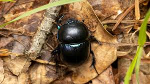 Attēlu rezultāti vaicājumam “Trypocopris vernalis”