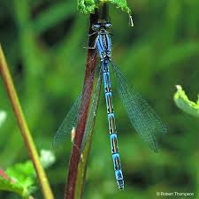 Attēlu rezultāti vaicājumam “Enallagma cyathigerum”