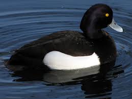 Attēlu rezultāti vaicājumam “Aythya fuligula male”