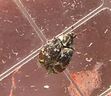 Attēlu rezultāti vaicājumam “Dermestidae”