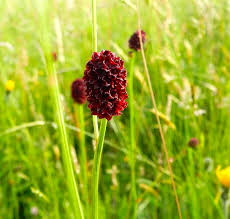 Attēlu rezultāti vaicājumam “Sanguisorba officinalis flower”