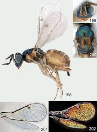 Attēlu rezultāti vaicājumam “Cystiphora sanguinea larva”