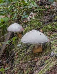 Attēlu rezultāti vaicājumam “Volvariella bombycina”