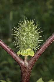 Image result for Datura stramonium