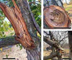 Attēlu rezultāti vaicājumam “Phellinus chrysoloma”