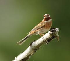Image result for Emberiza leucocephalos