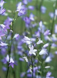 Image result for Campanula patula