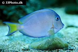 Image result for Acanthurus coeruleus