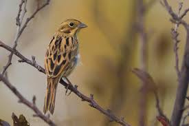 Image result for Emberiza fucata