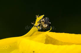 Attēlu rezultāti vaicājumam “Mononychus punctumalbum”