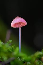 Attēlu rezultāti vaicājumam “Mycena rosella”
