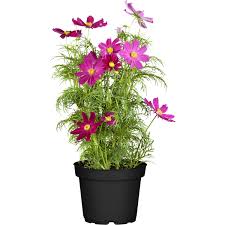 Image result for Schmuckkörbchen