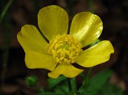Attēlu rezultāti vaicājumam “Ranunculus lanuginosus flower”