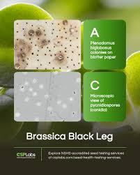 Attēlu rezultāti vaicājumam “Badhamia melanospora stalked”