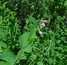Attēlu rezultāti vaicājumam “Symphoricarpos albus flower”